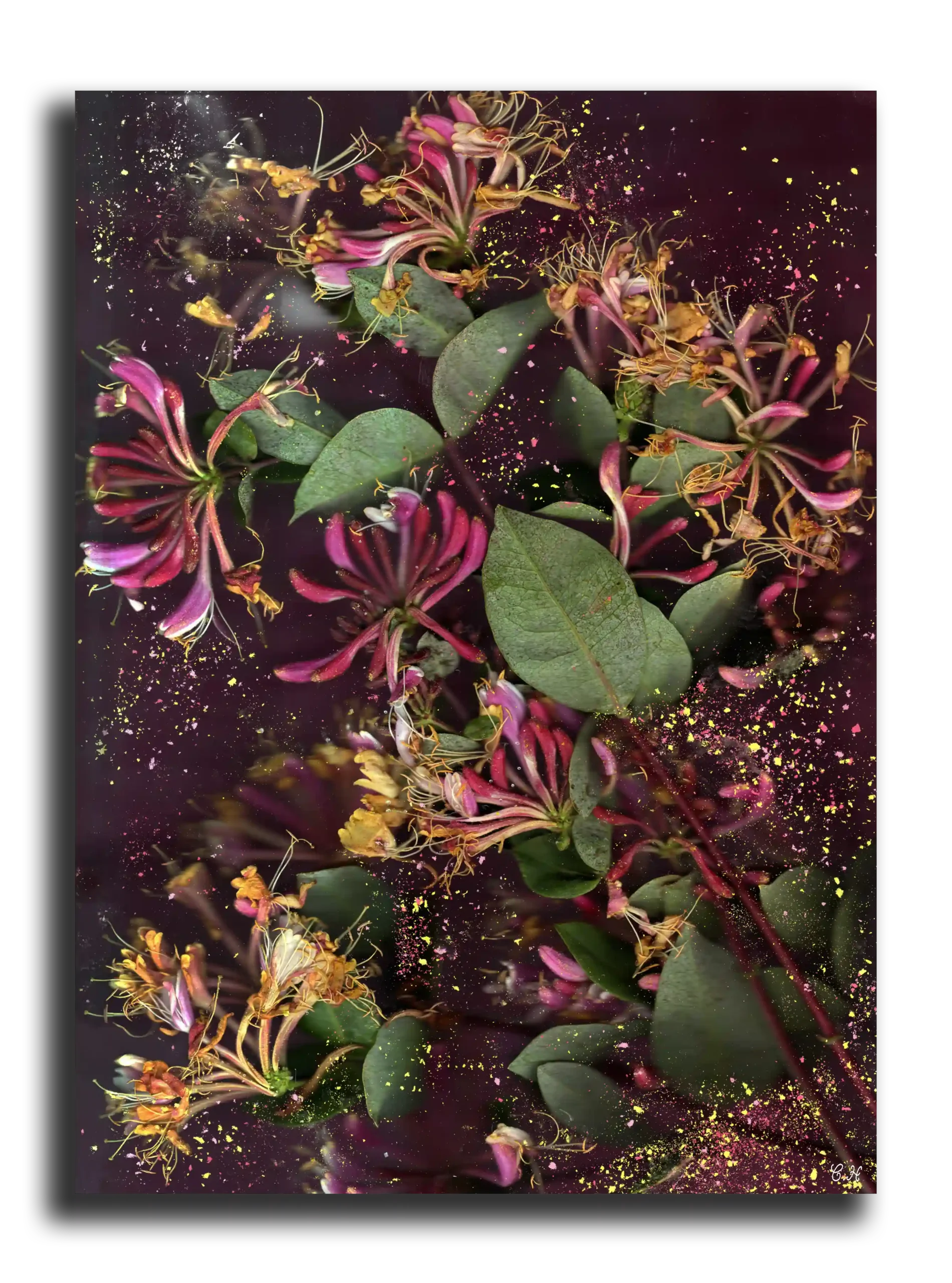 Photographie d'art: Collection Aesthetic Chills (Opium version 1)