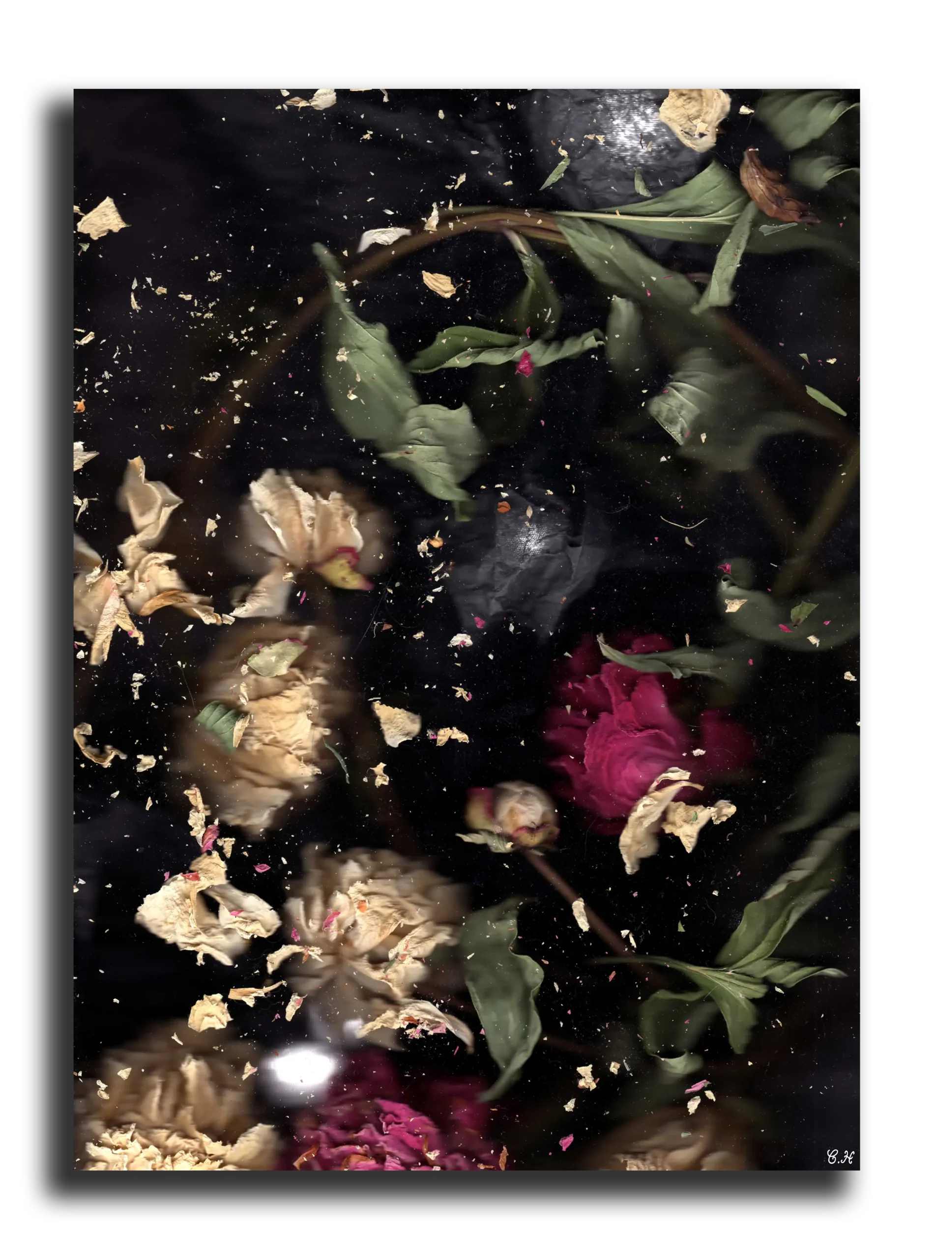 Photographie d'art: Collection Aesthetic Chills (Valse Sentimentale)